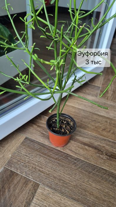 Разные комнатные растения