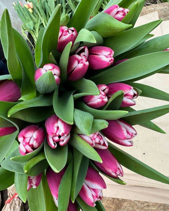 Продам тюльпаны к 8 марта