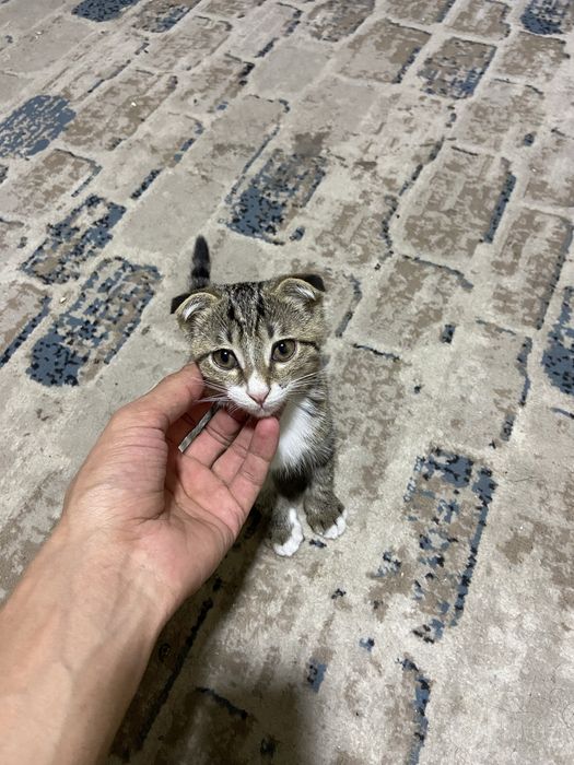 Вислоухий котёнок