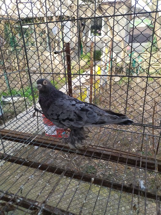 Голубь,  челкарь.