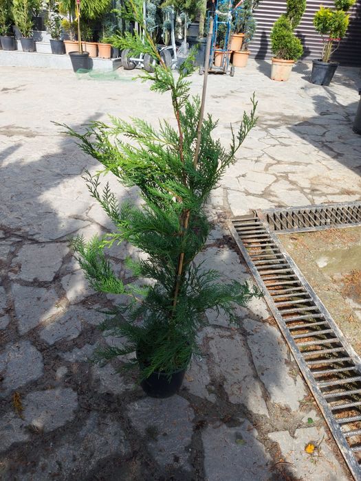 Vand tuia smaragd  și columnaris