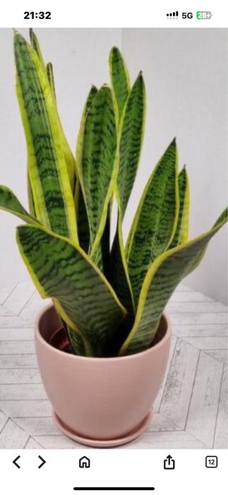 Комнатные цветы Кактусы