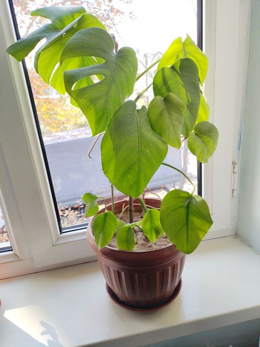 Продам    цветок