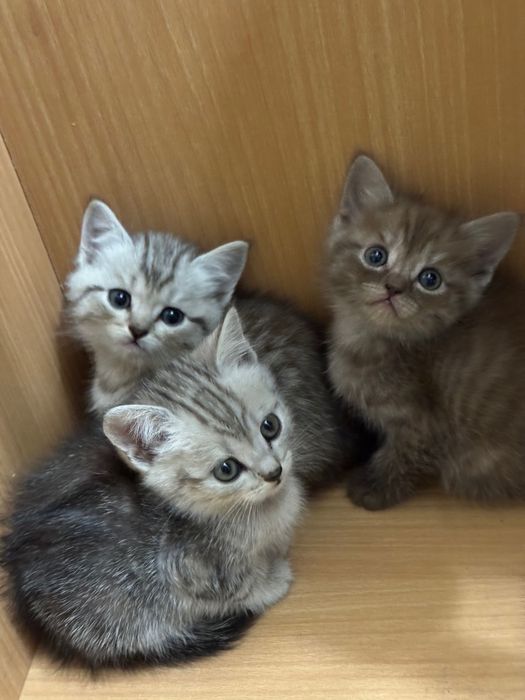 Котята в добрые руки