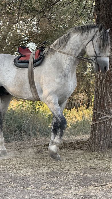 Айгыр сатылады бойы 1,80