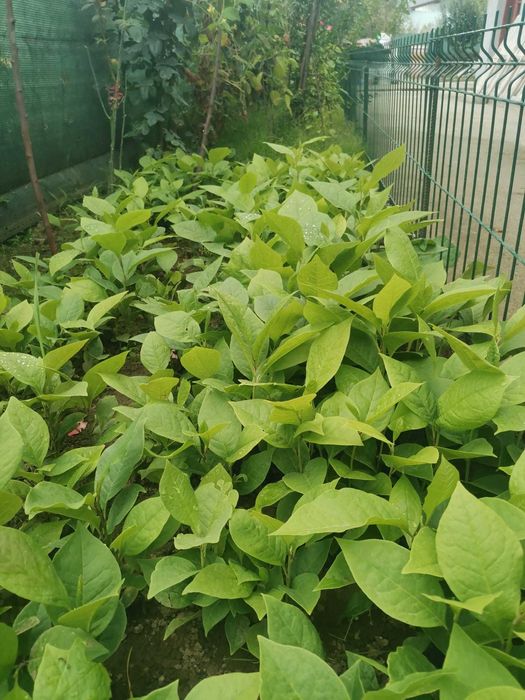 Vand puieti magnolie de 1an si 2 ani