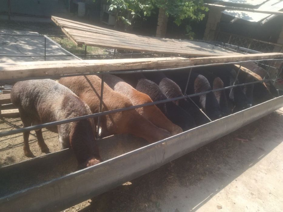 Soğlom qòchqorlar va Qassob xizmati