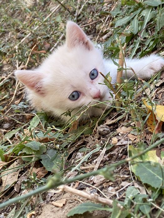 Котята 3 месяца милые