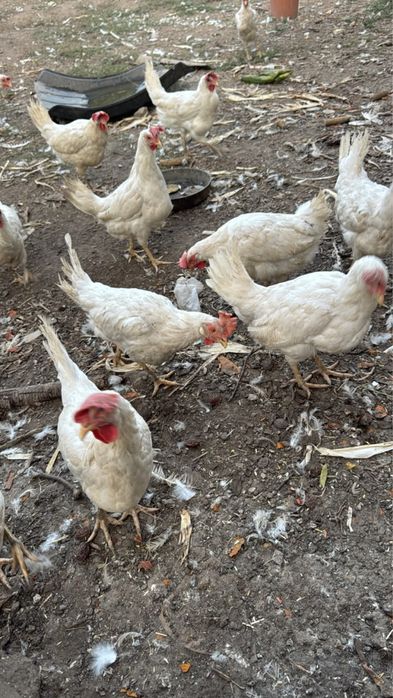 Продам кур легорны несушки
