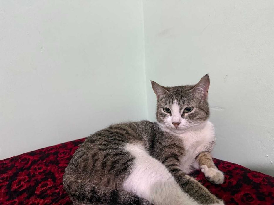 2 ta yaxshi boqilgan mushuk