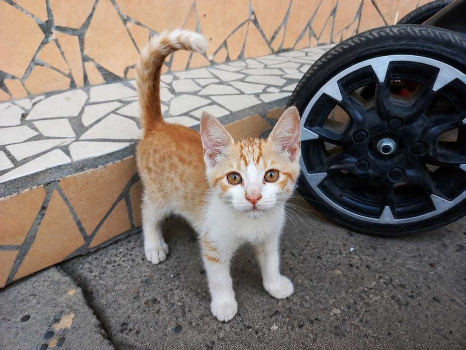 Мушук Котёнок 2 месячный добрые руки Активный здоровый и очень игривый