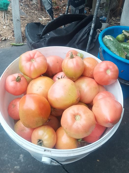продам помидоры качественные