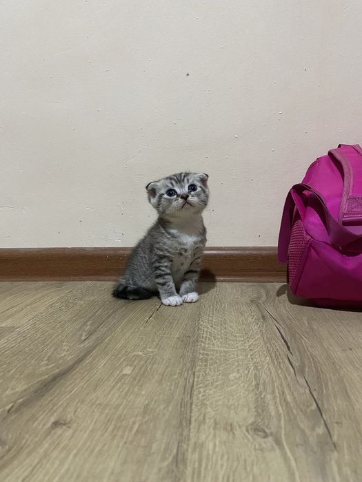 Котенок вислоухий мальчик