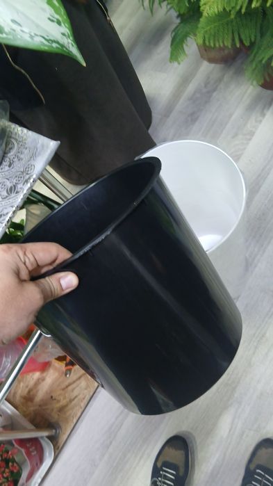 Азалия Azalia Azalea большой куст для подарки отличные выбор