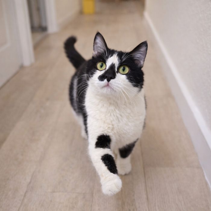 Кот МАРС ищет семью