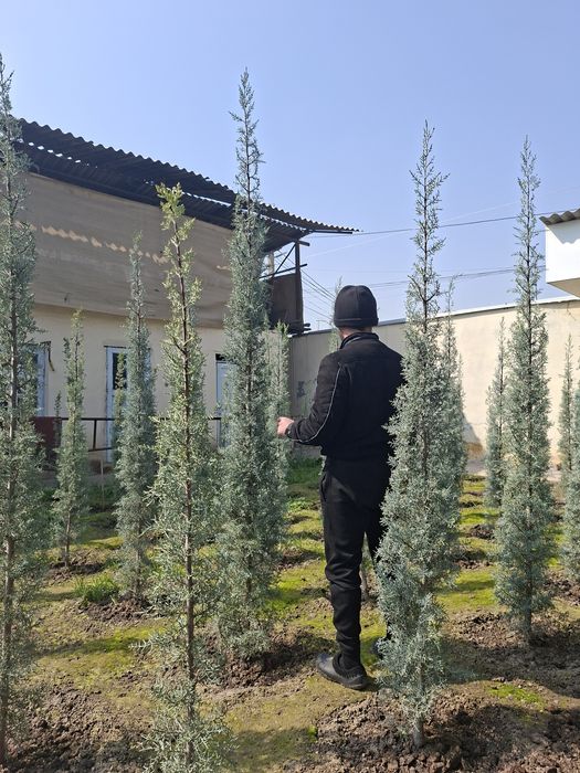 Продаётся Аризонский кипарис.