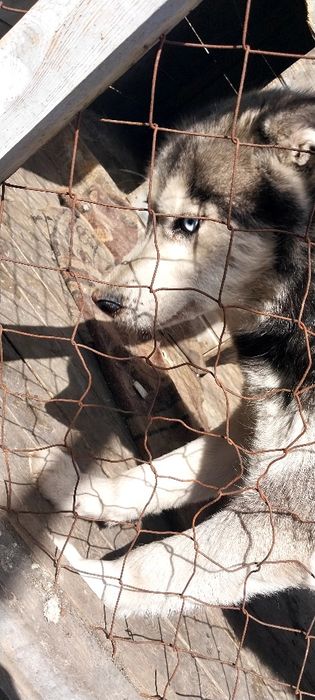 Подам сибирский хаски