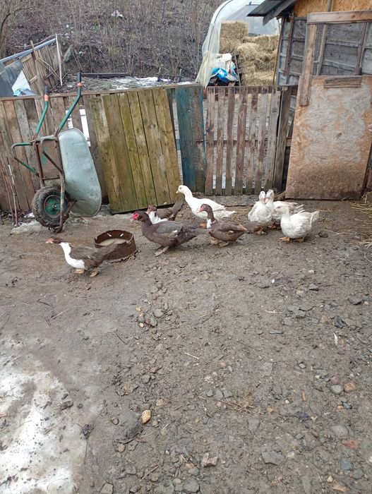 Gaste americane din vara trecuta