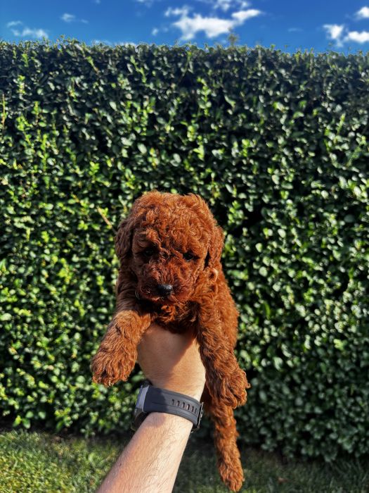 Мини пудел момичета и момче / Mini Poodle Girls and Boys
