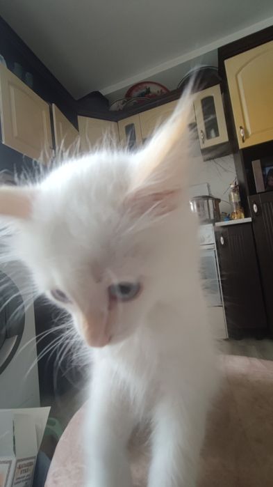 Котик в добрые руки