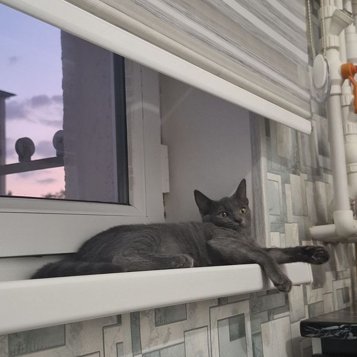 ПОТЕРЯЛАСЬ КОШКА,помогите найти,прошу