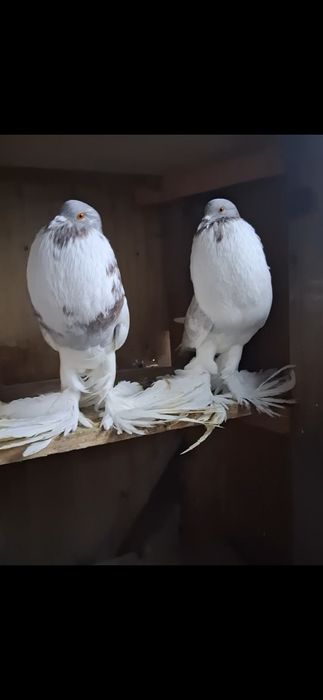 Vand gusati si volga