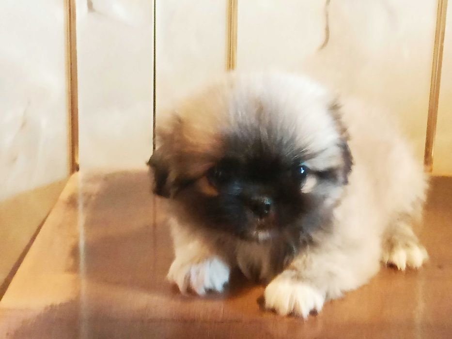 Продаются элитные чистокровные щенки породы "Пекинес"