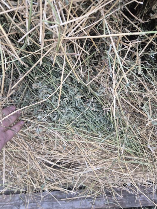 De vânzare baloti  lucerna