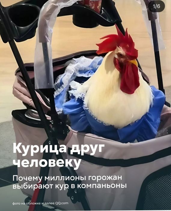 Домашний ручной петушок Чика