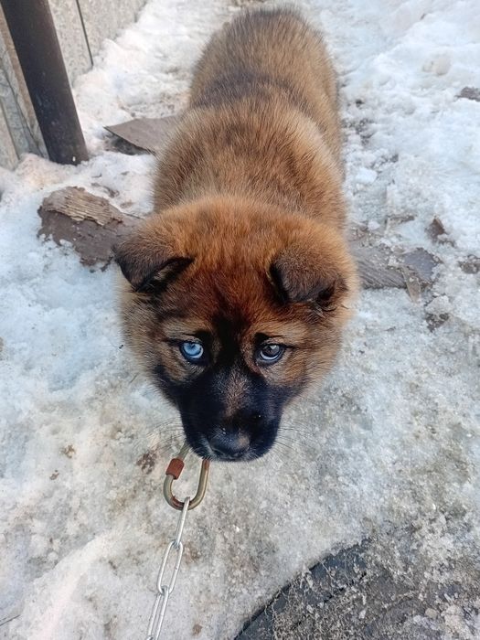 Щенок лайка в добрые руки