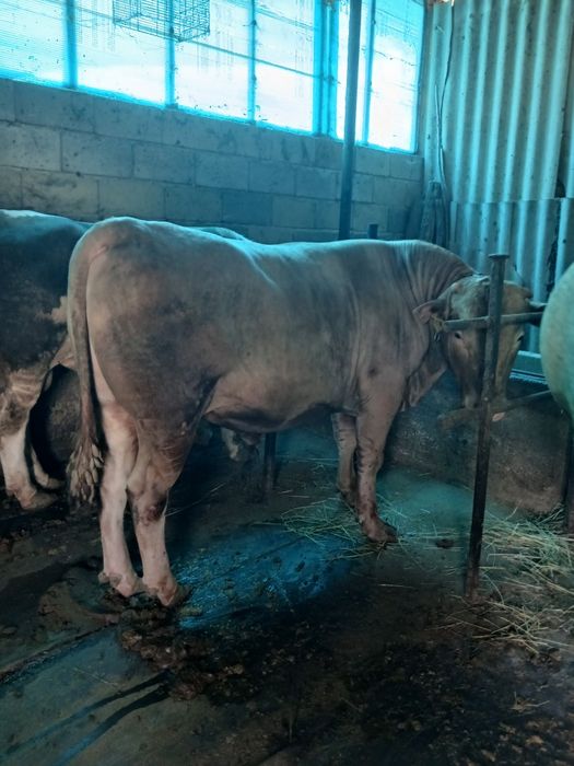 Продам быка 1,5 годавалого