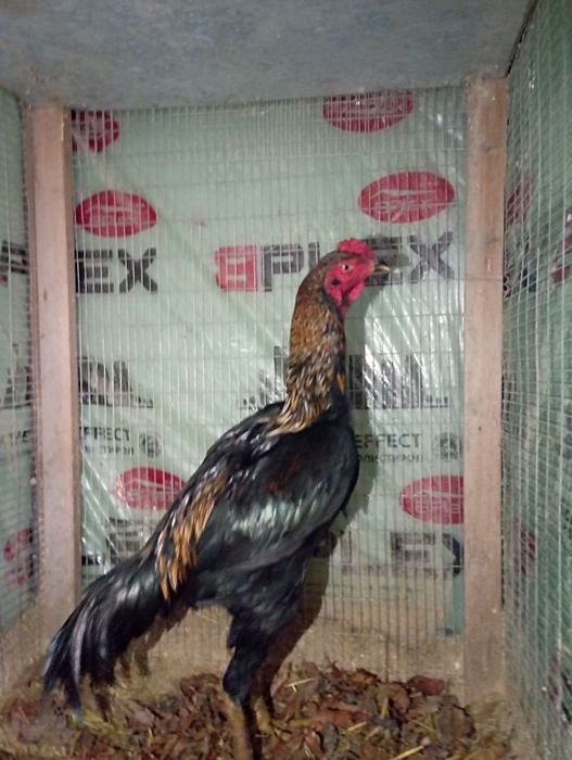 Сотилади дакан хуроз