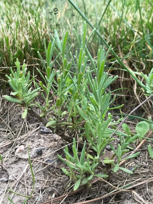 Лаванда кустики и сухая