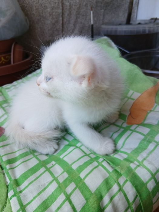 Продам милого котёнка