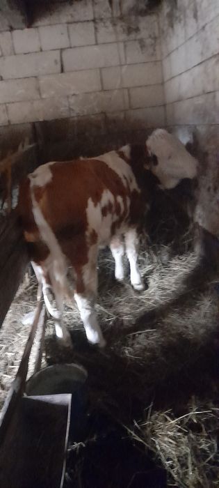 Vițea balțati românesti