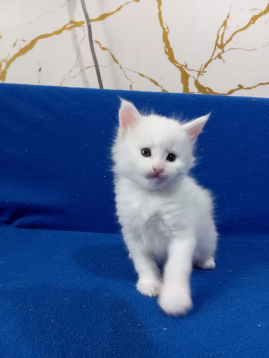 Продам котят Мейкун