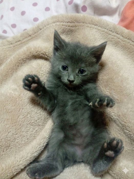 Отдам даром котят смесь с Мейн куном