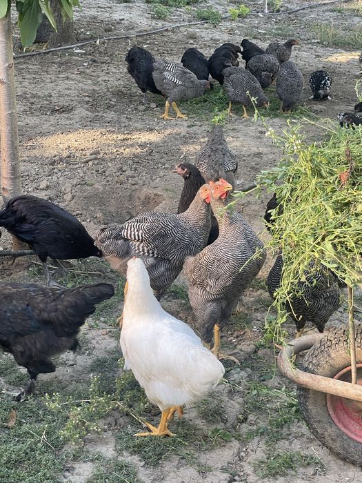 Vand gaini rasa mixta ,pui australorp si plymouth de anul acesta Adjud ...