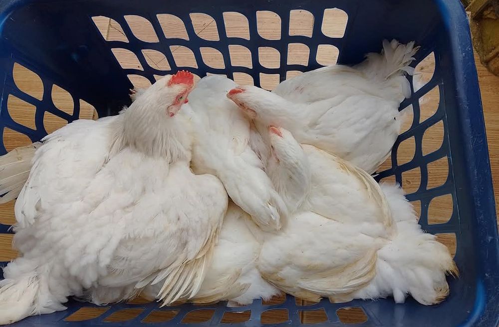 FERMA de pui Piatra Neamț SRL