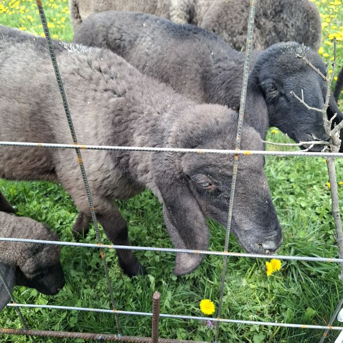 Vând Berbec Sârbesc  in vârstă de 4 luni