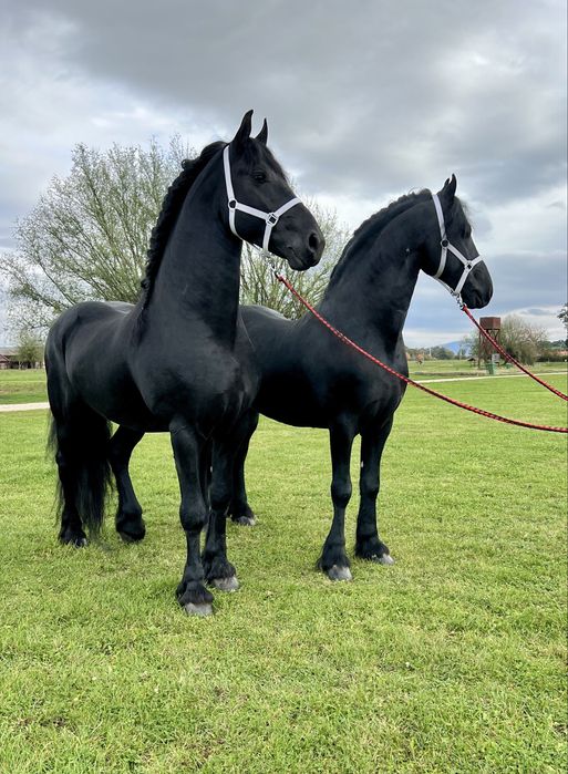 Friesieni Pereche Armăsari Frizieni Frizian Friz