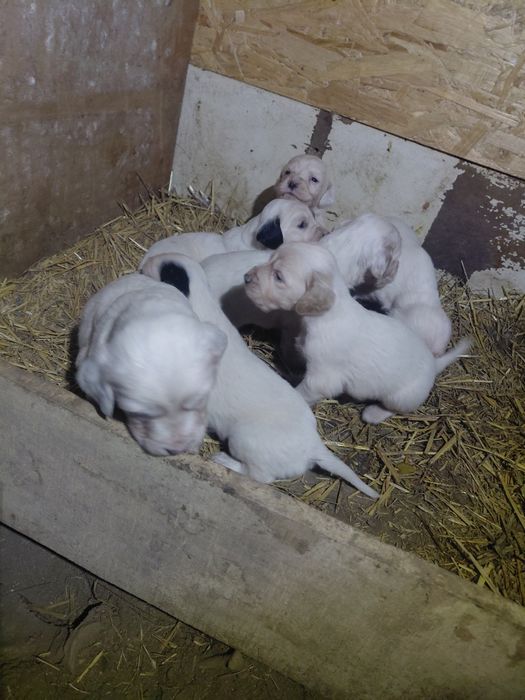 7 малки Английски Сетерчета си търсят нов дом