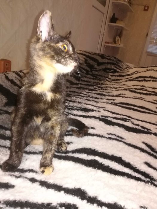 Подарявам коте на три месеца