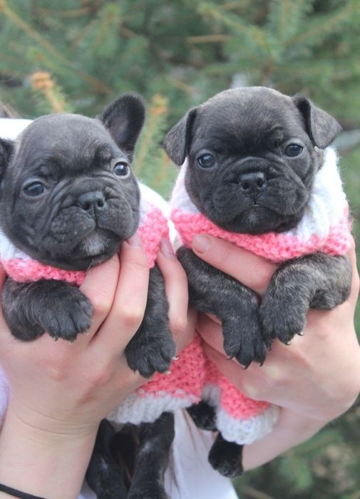 Продаются милые щенки