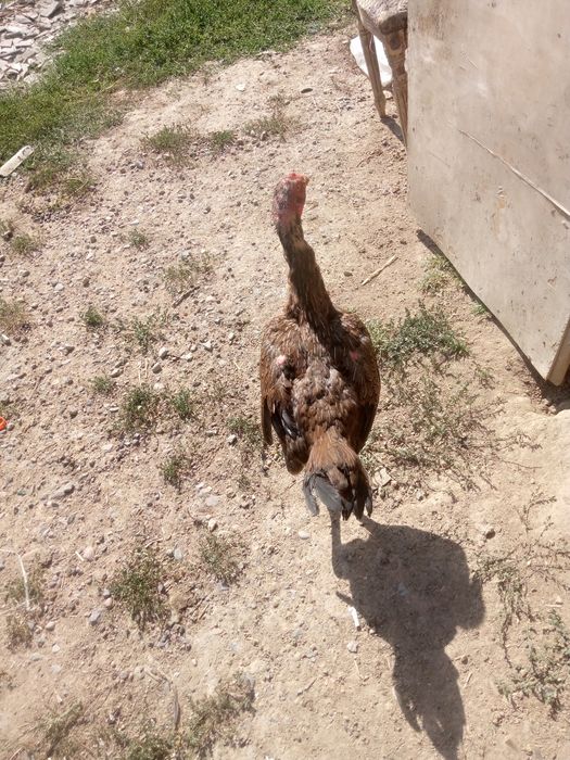 Чолпан кораз сатылады Багасы 20000