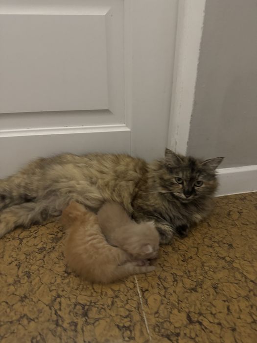 Кошка с рыжими котятами