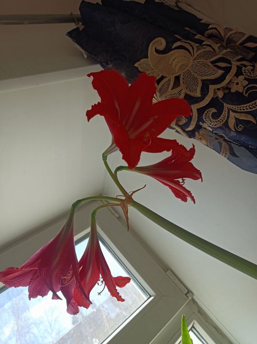 Продам цветущий гиппеаструм