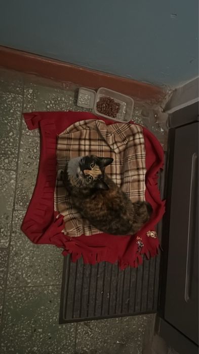 трехшерстная кошка Ромашка