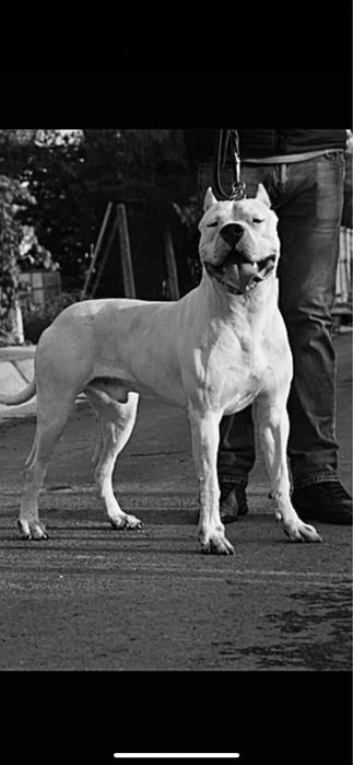 Femela Dog Argentinian/Pedigree