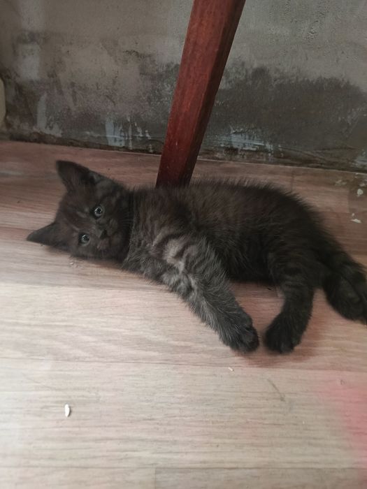 Котёнок девочка ищет дом